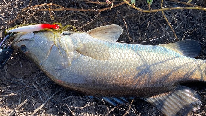 Mồi giả câu cá chẽm gồm mồi minnow mồi popper VIB và mồi mềm